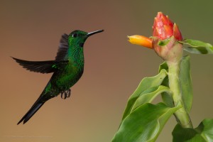 Hummingbird